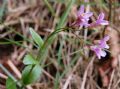 Arabis collina subsp. rosea